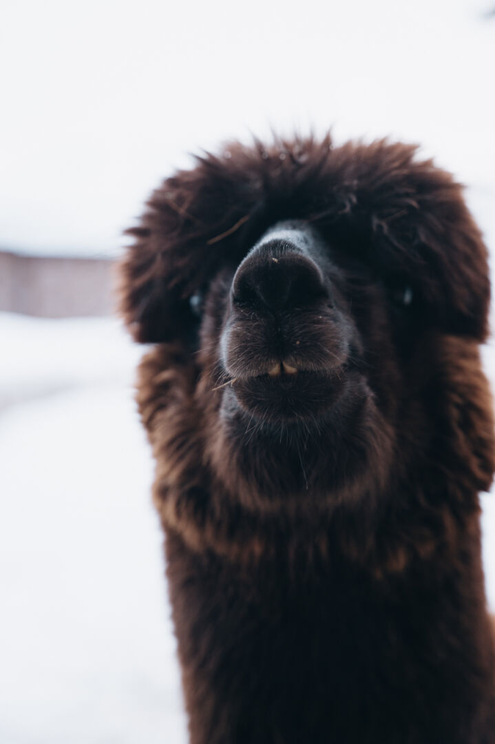 Gesicht eines braunes Alpaka