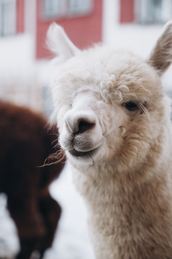 Ein weißes Alpaka blickt gutmütig in die Kamera