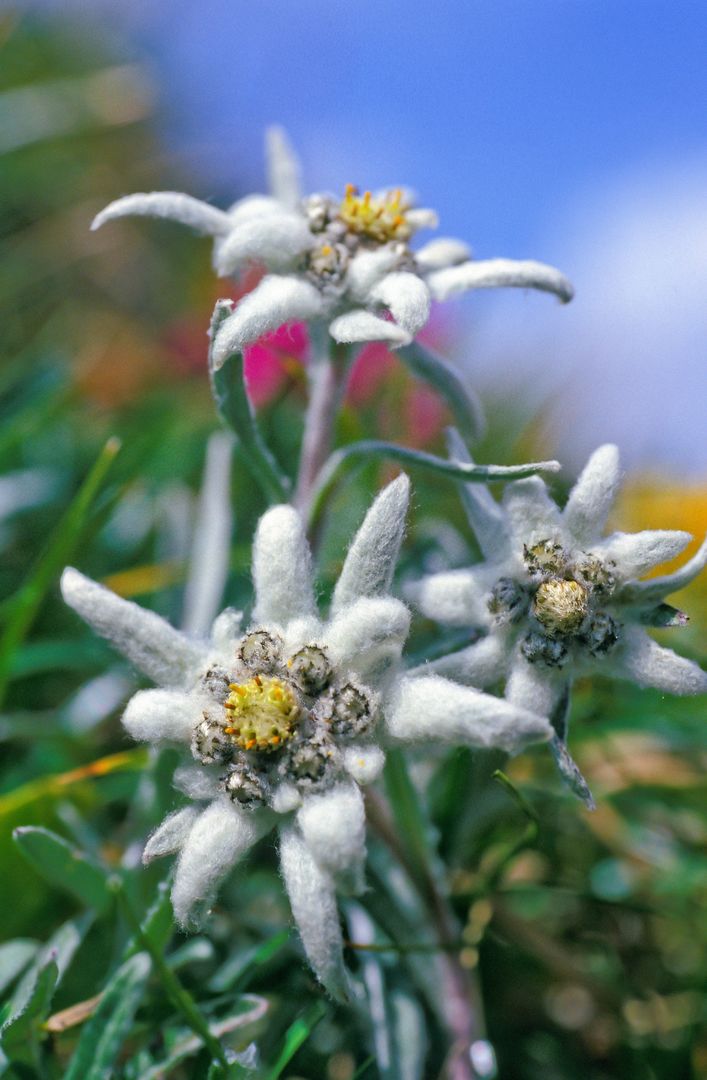 Edelweiss
