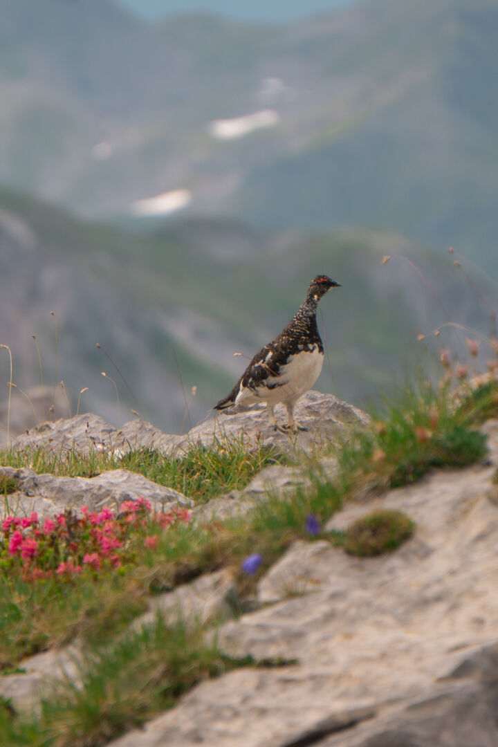 Ein Schneehuhn sitzt am Gipfel hinter blühenden Alpenrosen.