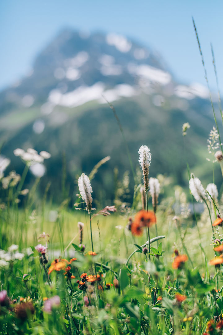 blühende Bergwiese mit dem Omeshorn verschwimmend im Hintergrund