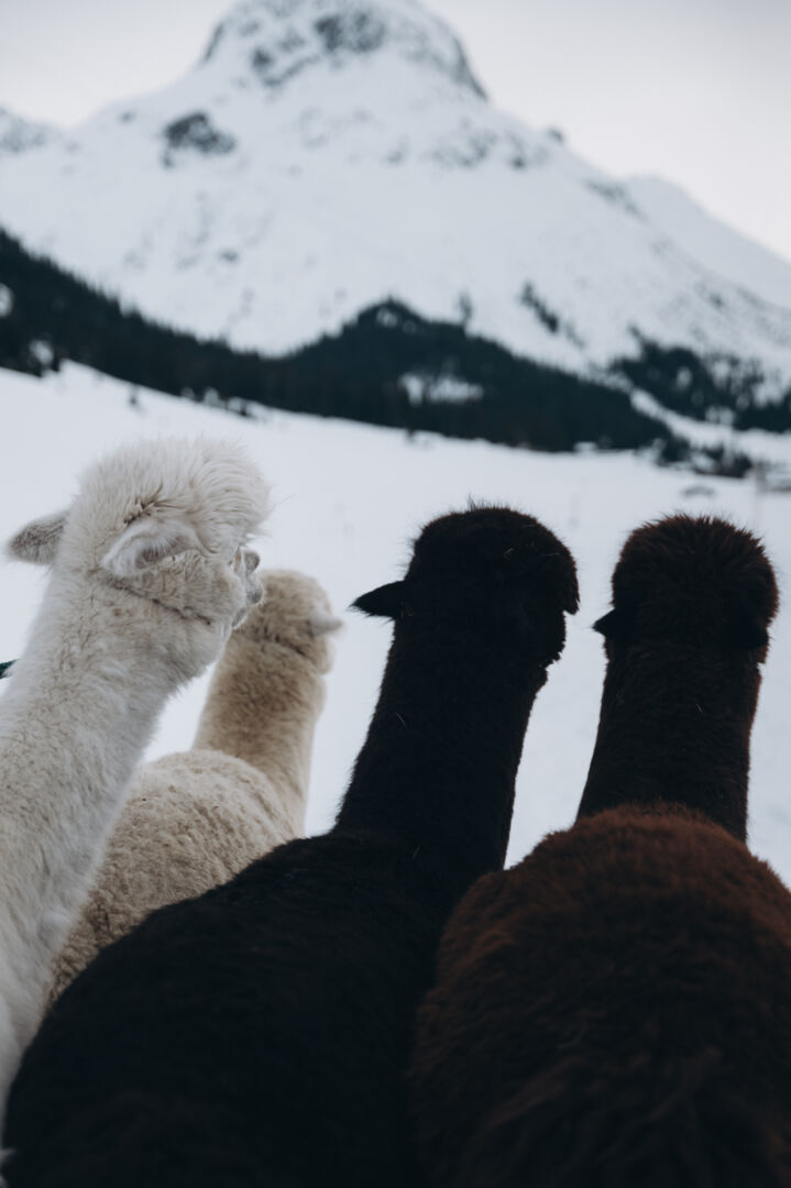 Vier Alpakas bei der Alpakawanderung durch die verschneite Landschaft