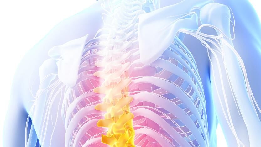 WirbelsÃ¤ule Burgi Muxel