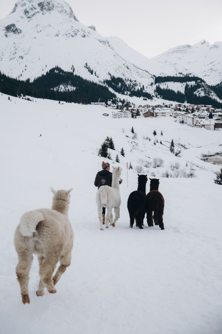 Alpakawanderung durch die verschneite Landschaft von Lech Zürs