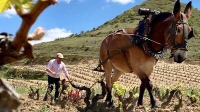 Weinanbau Winzer und Pferd