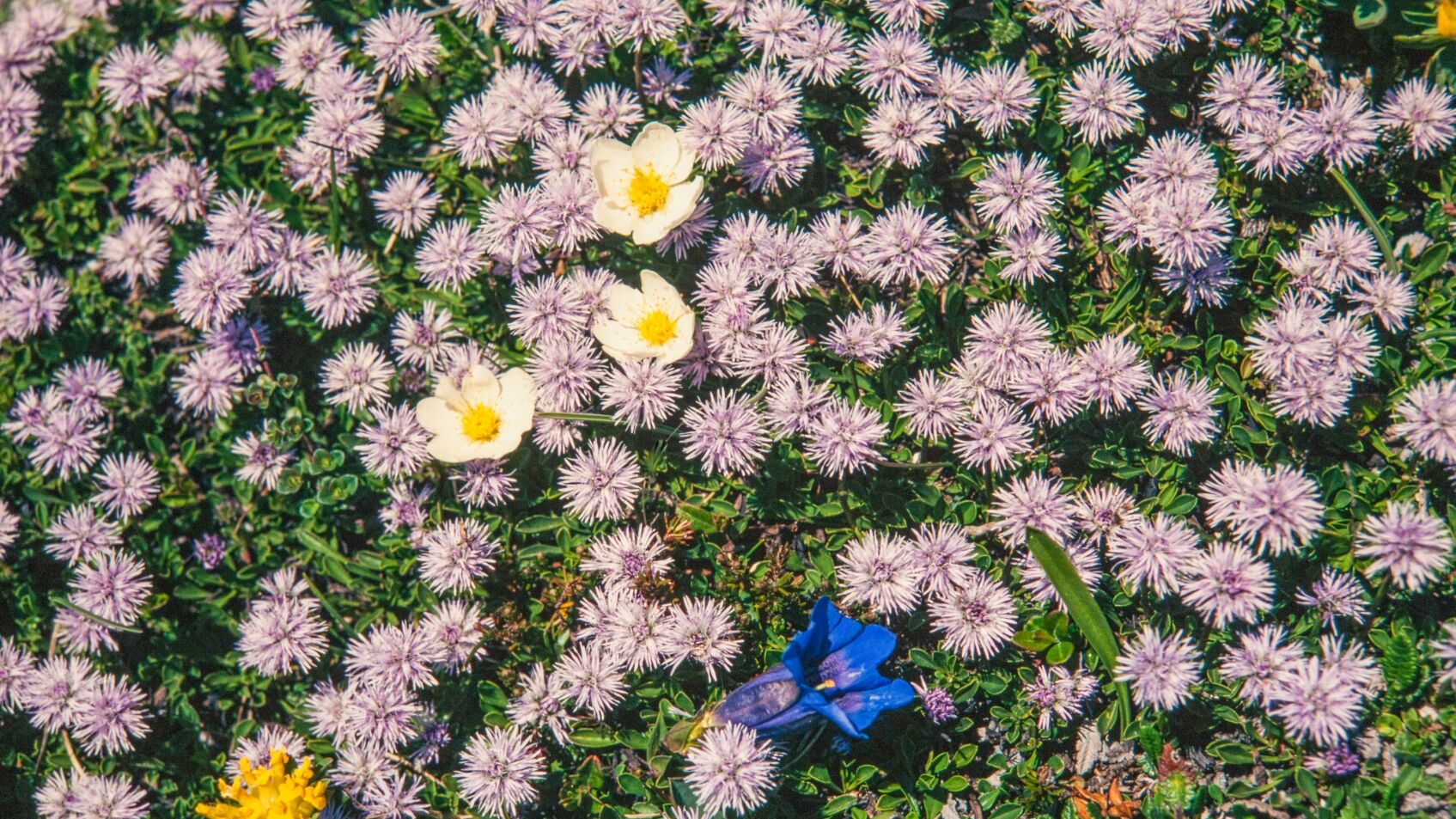 BlÃ¼tenReich RÃ¼fikopf