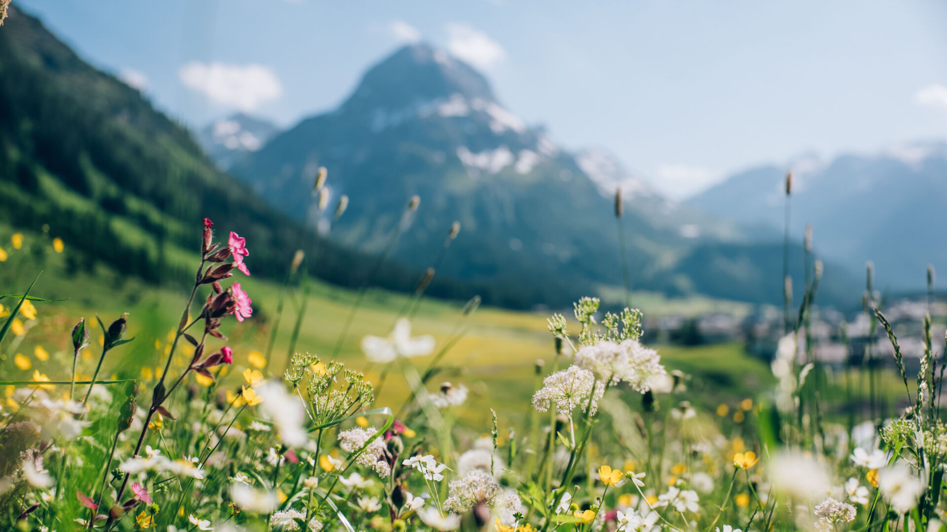 bunte Blumenwiese mit dem verschwimmenden Omeshorn und Lech im Hintergrund