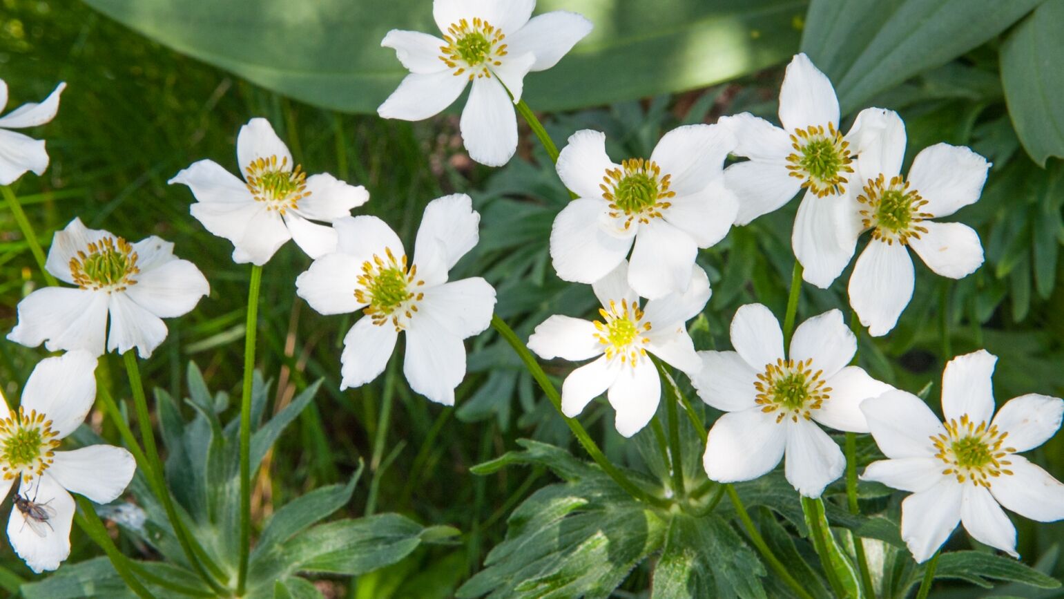 BlÃ¼tenReich RÃ¼fikopf