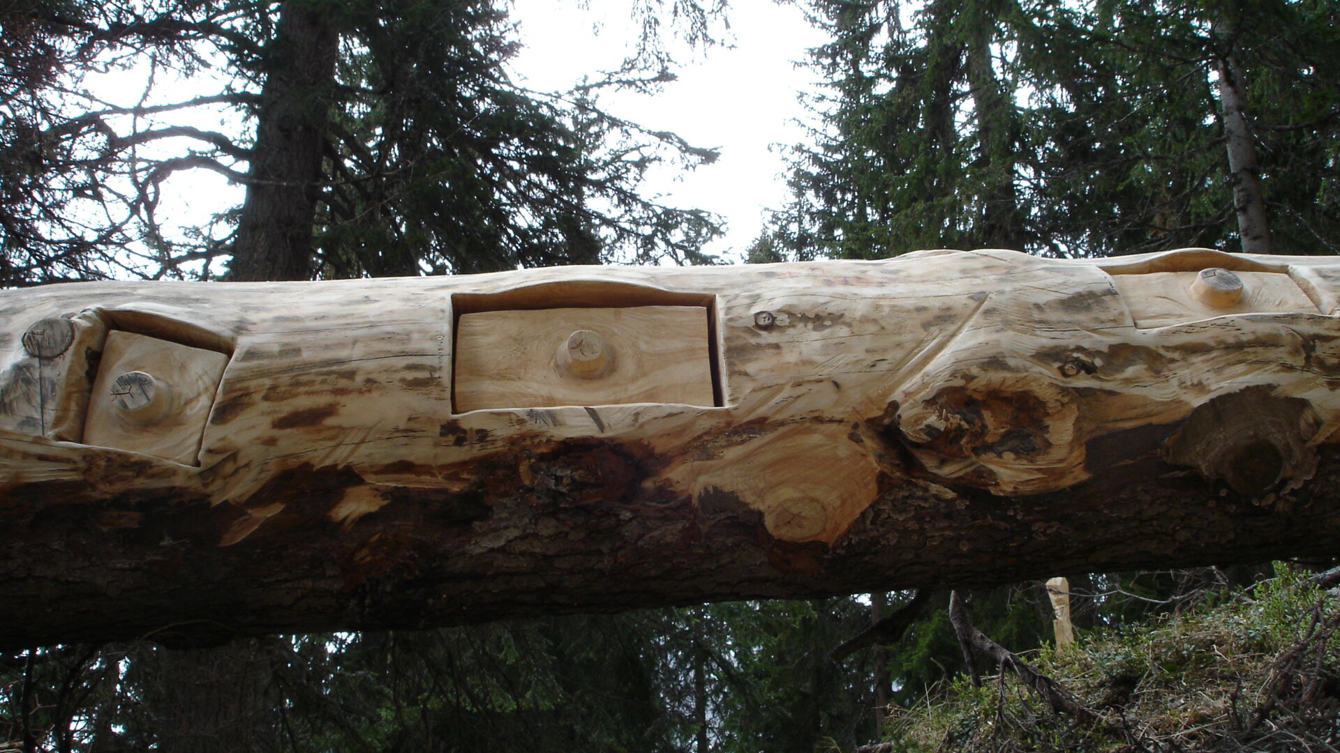Schachteln im Baumstamm im Sagenwald am Grünen Ring