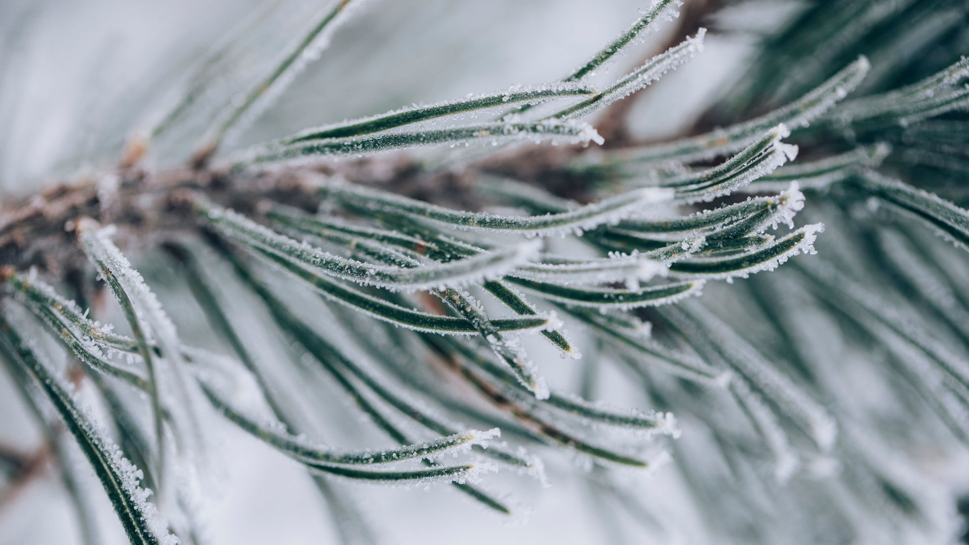 Langlaufen_LZTG_by_Daniel_Zangerl_19