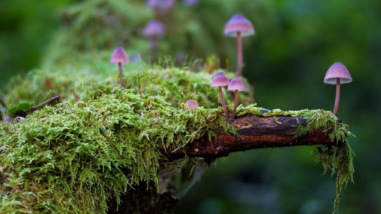 mushrooms-2786789_1280