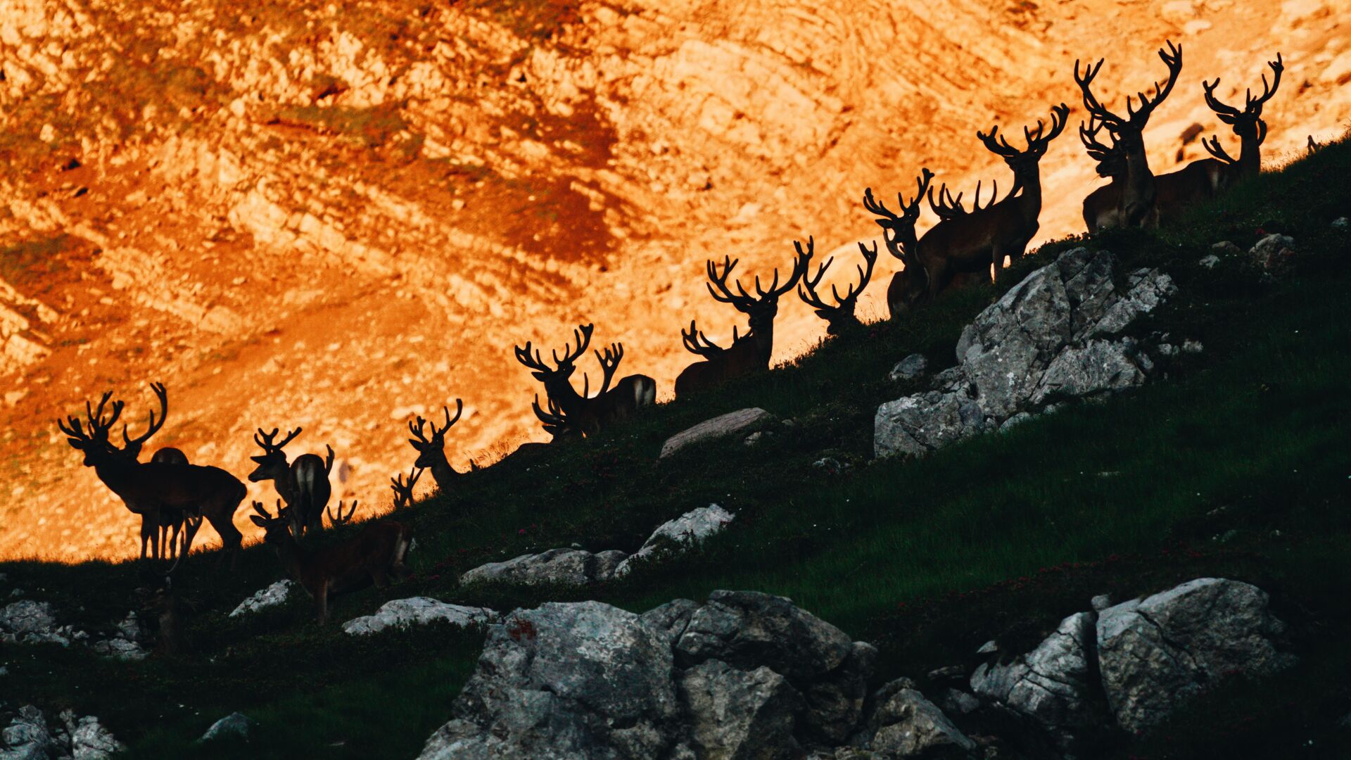 Wildtierfotografie_LZTG_by_Toni_Wilhelm_ (15)