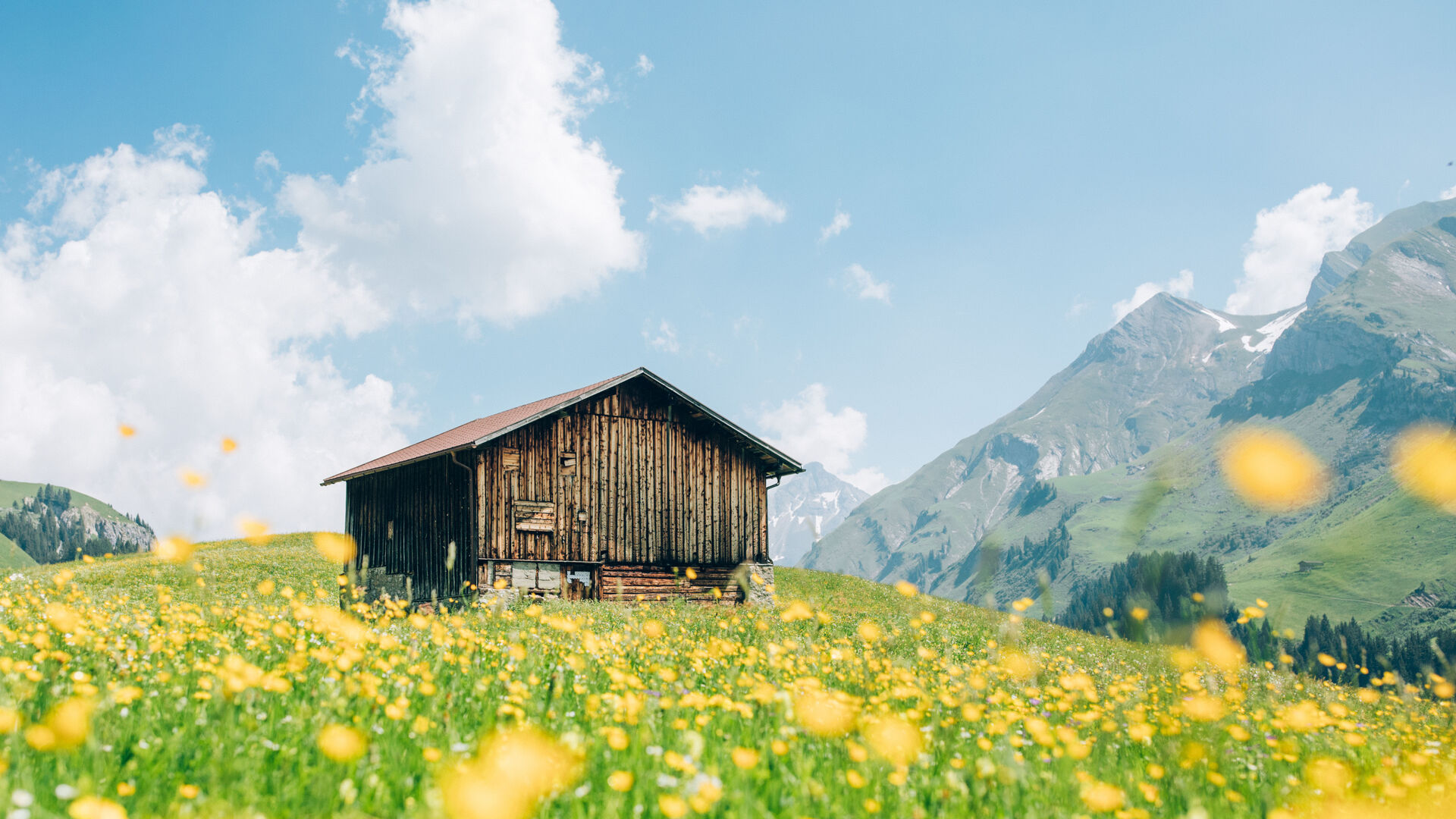 blühende Alpwiese mit einer kleinen Holzhütte im Mittelpunkt und einer grünen Berglandschaft im Hintergrund