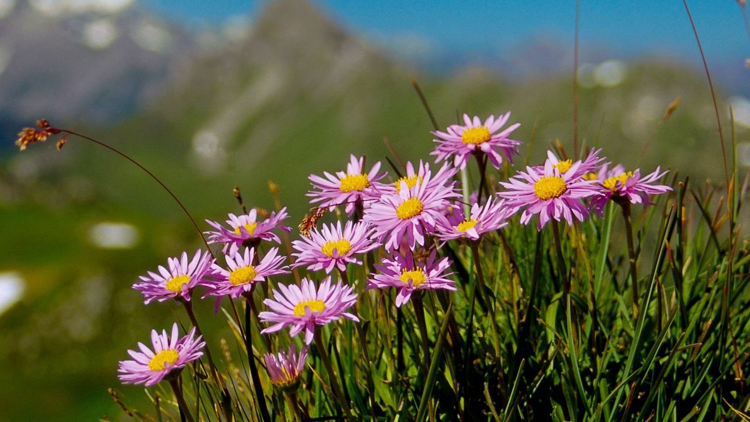 Alpen-Aster