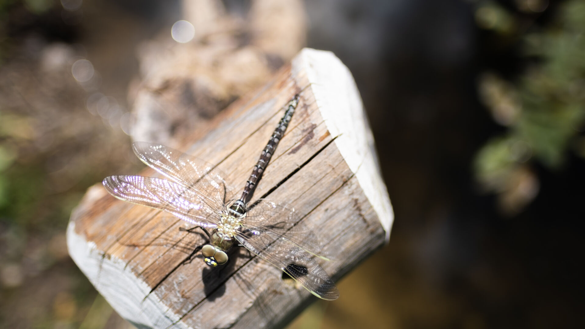 Libelle sitzt auf einem Stück Holz am Wasser