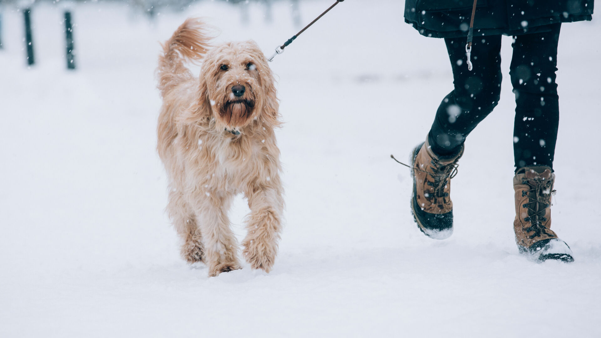 eine Person geht mit ihrem Hund in der traumhaften Winterlandschaft im Schnee spazieren