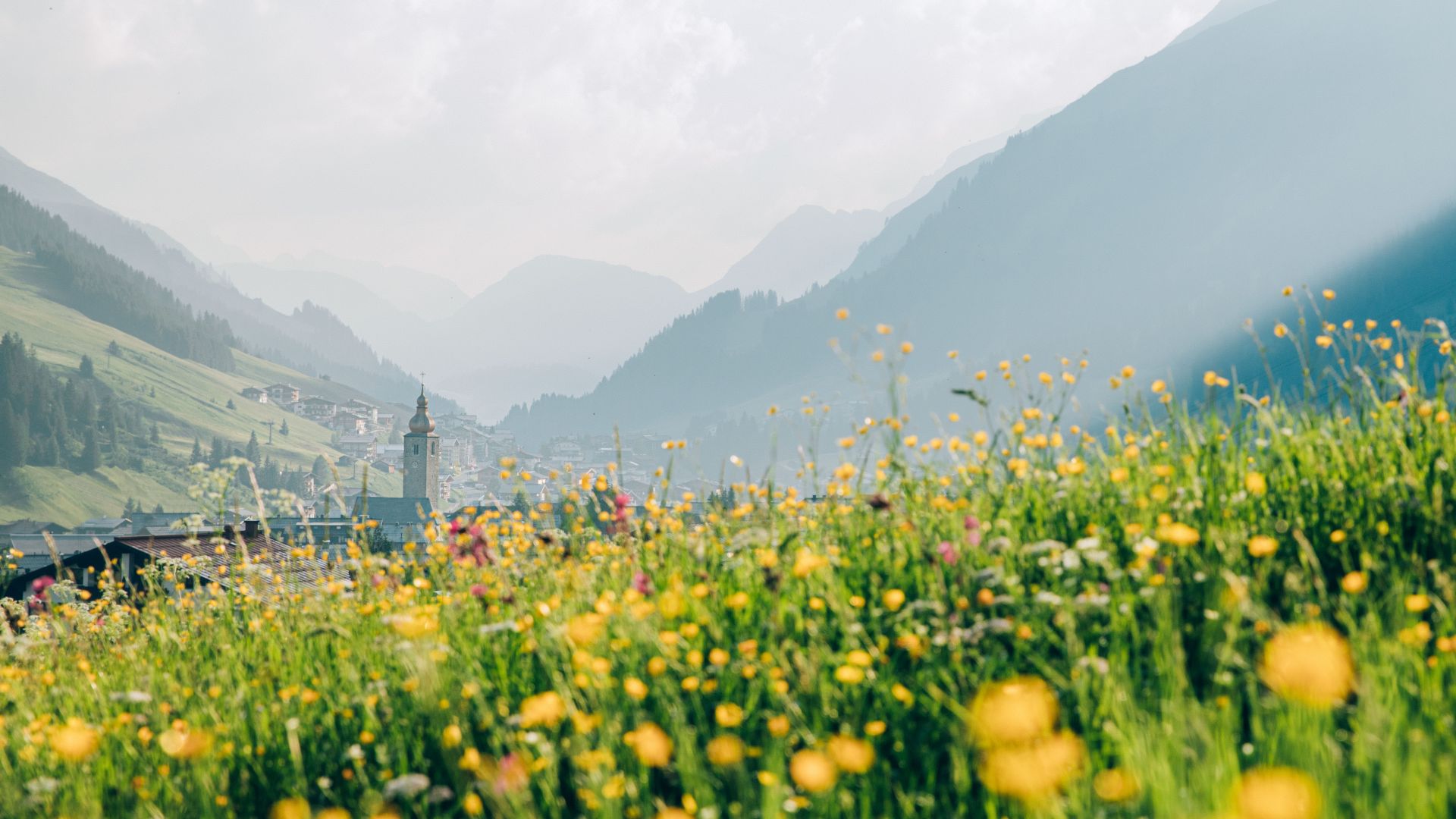blühende Blumenwiese mit Lech und einer Berglandschaft im Hintergrund