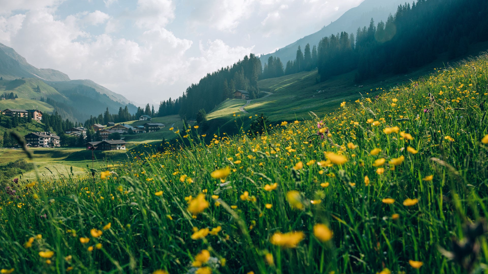 blühende Blumenwiese mit Berglandschaft im Hintergrund
