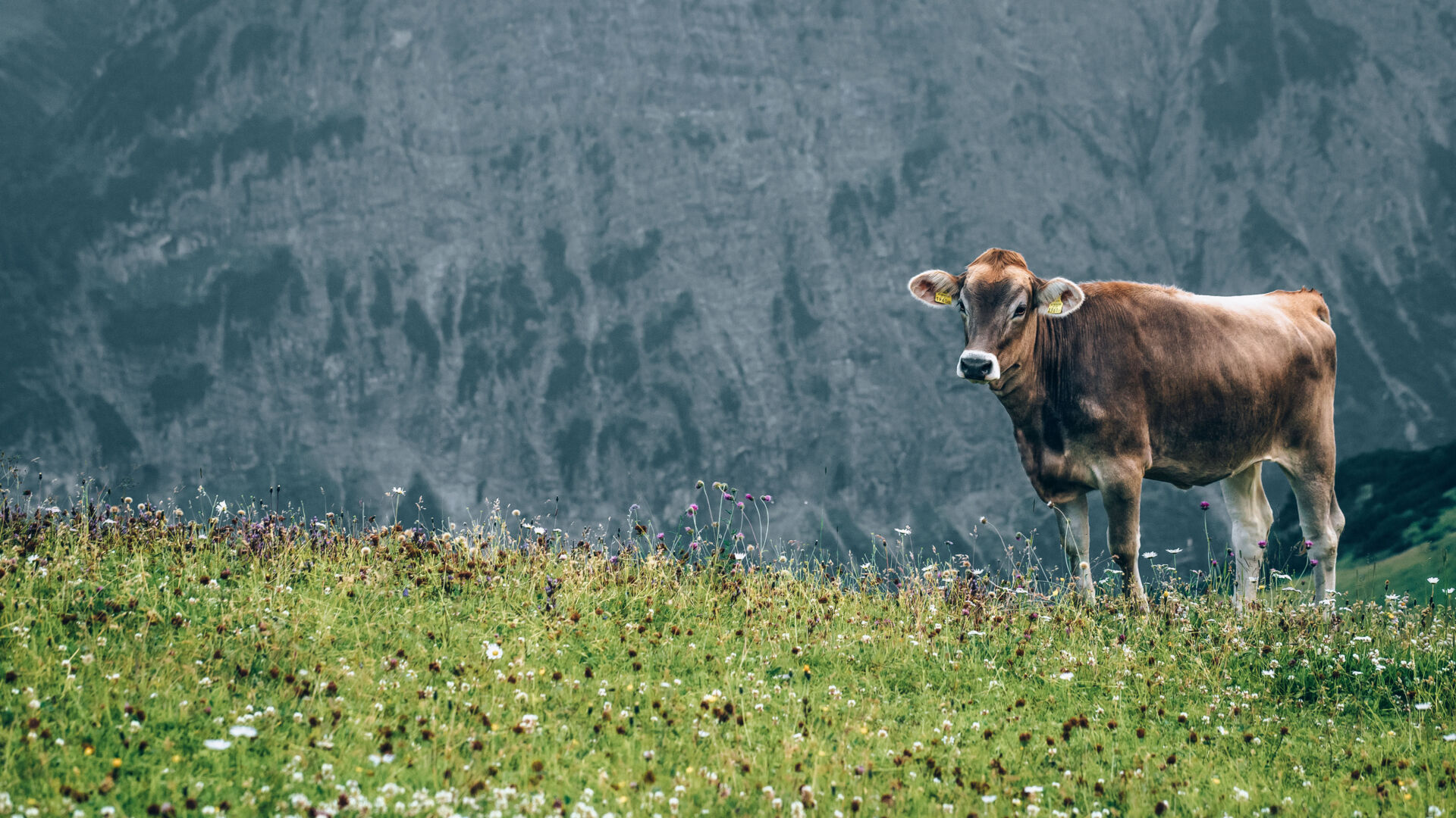 Nachhaltigkeit_Kühe_LZTG_by_Hanno_Mackowitz