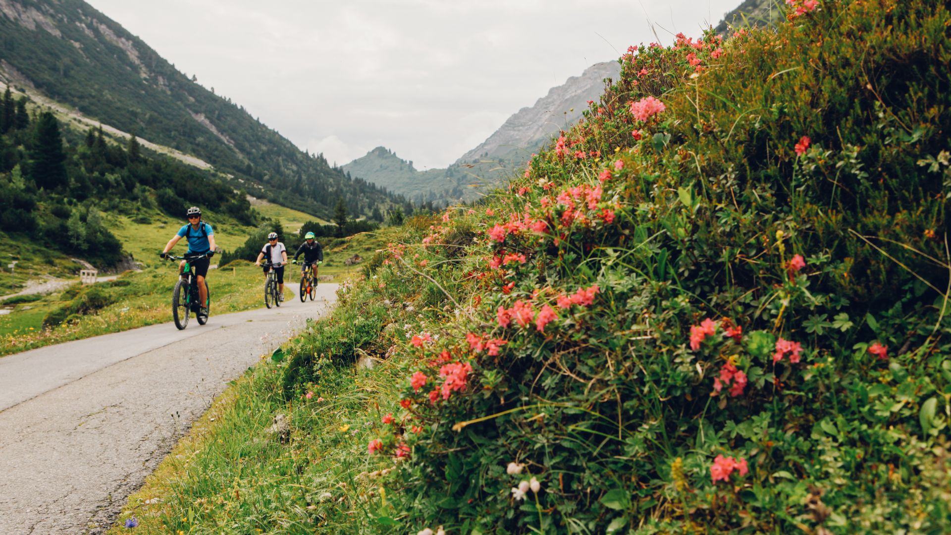 Drei Radfahrer links im Bild auf asphaltierter Straße im Vordergrund Blumen sichtbar