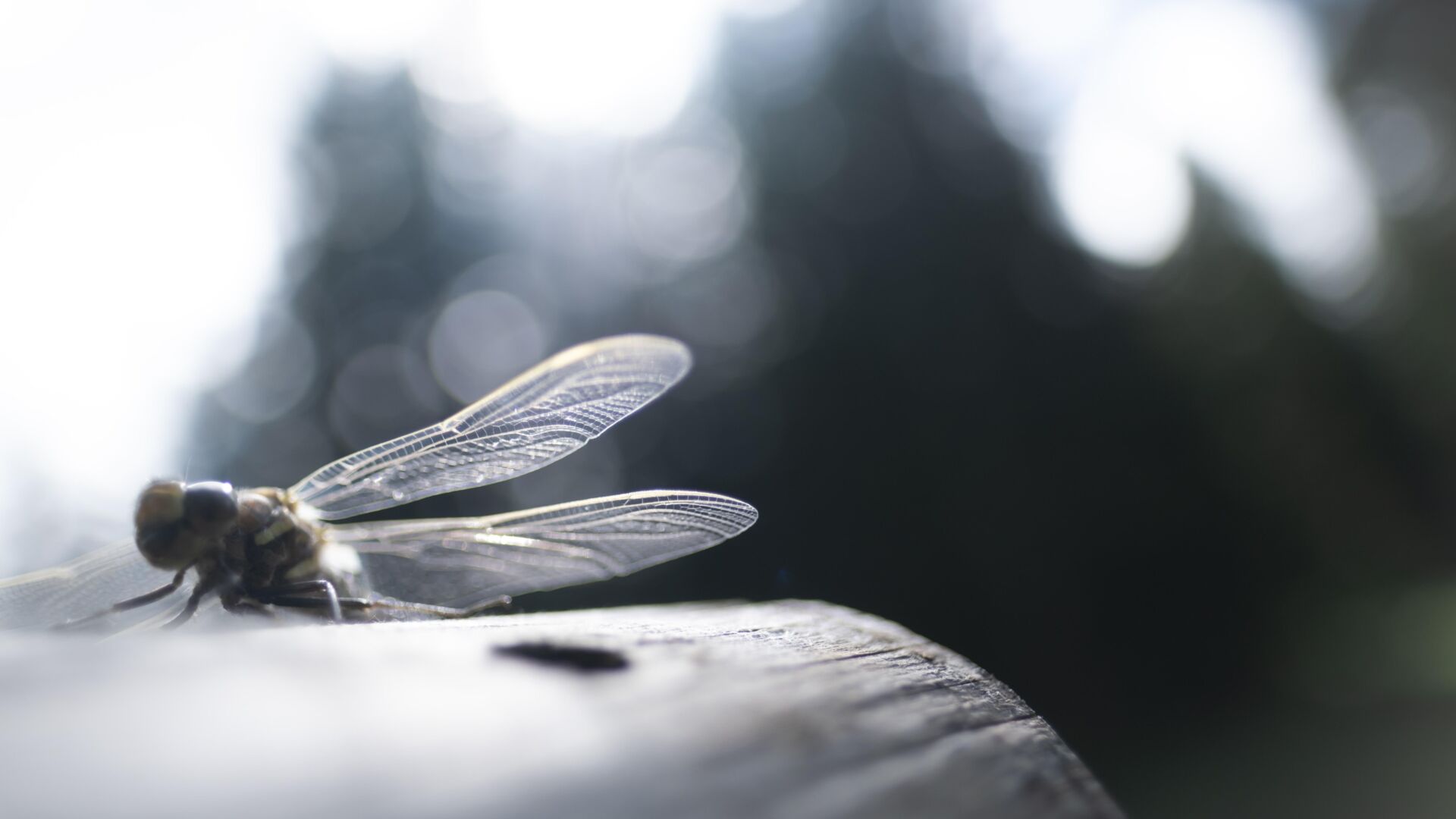 Libelle sitzt auf einem Stück Holz