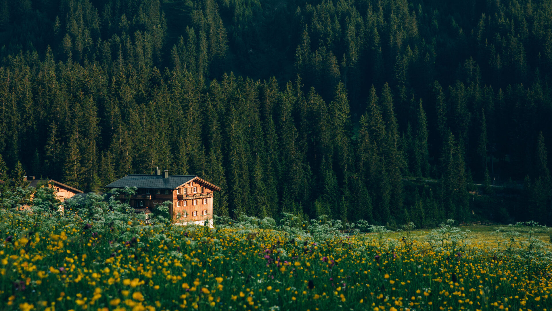 blühende Bergwiese mit Blick auf ein Holzhaus