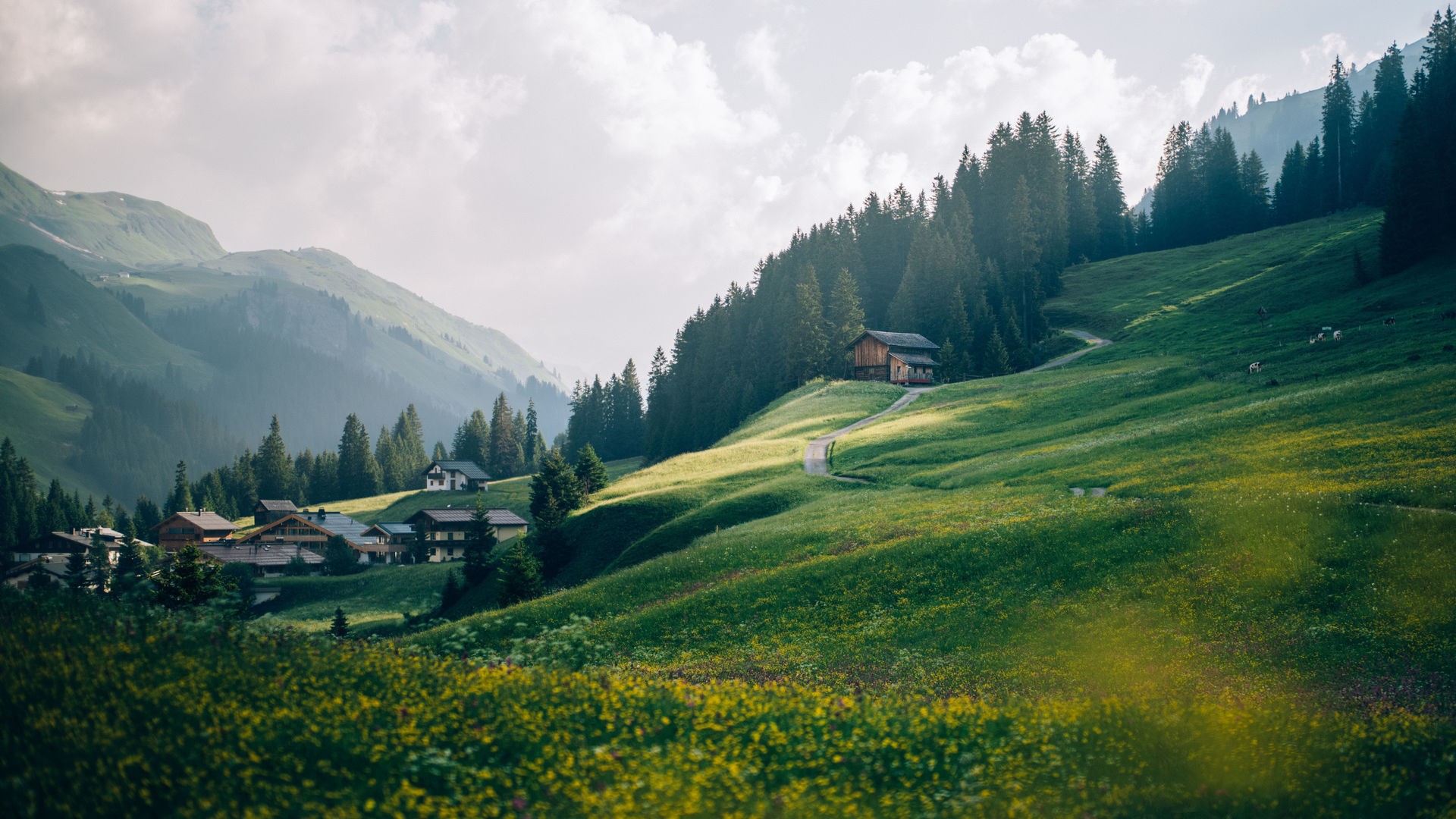Ausblick auf eine gelb blühende Wiese in dämmerndem Licht
