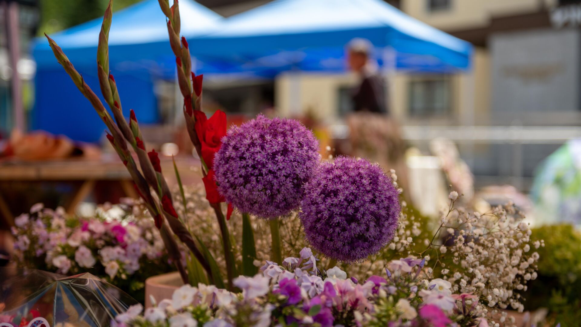 Nahaufnahme von violetten Zierlauchblüten und weiteren Blumen auf einem Marktstand; der Hintergrund mit blauem Zelt ist unscharf.