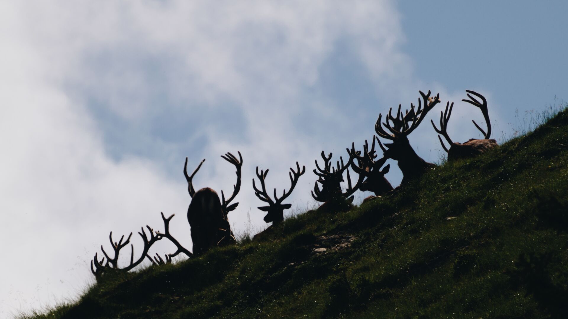 Wildtierfotografie_LZTG_by_Toni_Wilhelm_ (17)