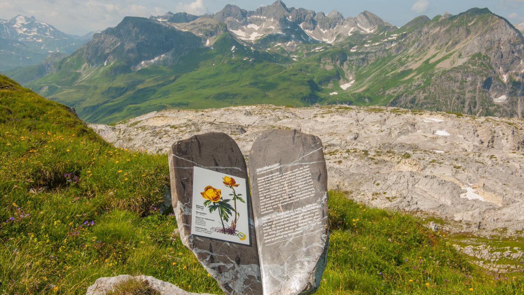 BlÃ¼tenReich RÃ¼fikopf