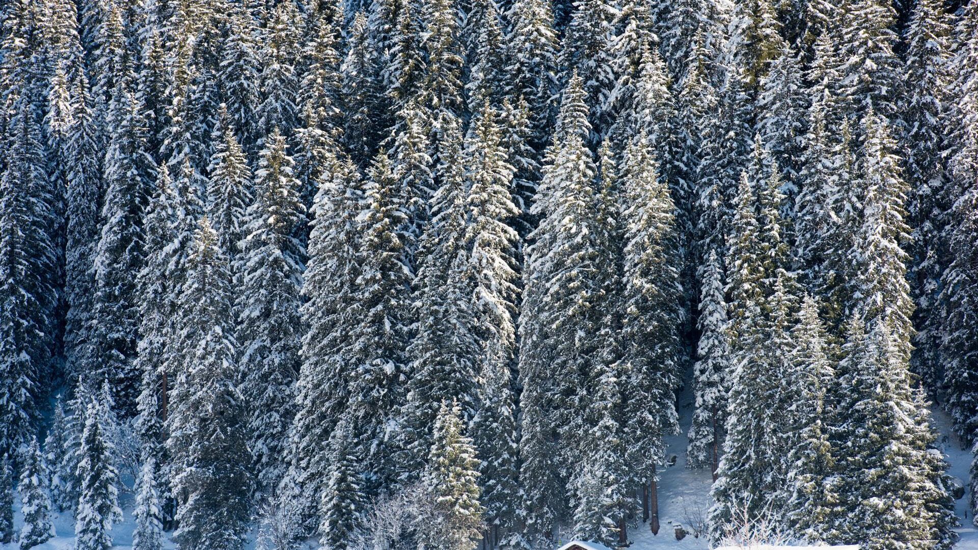 nidus_chalet_lech_winter_schnee_DSC_3606