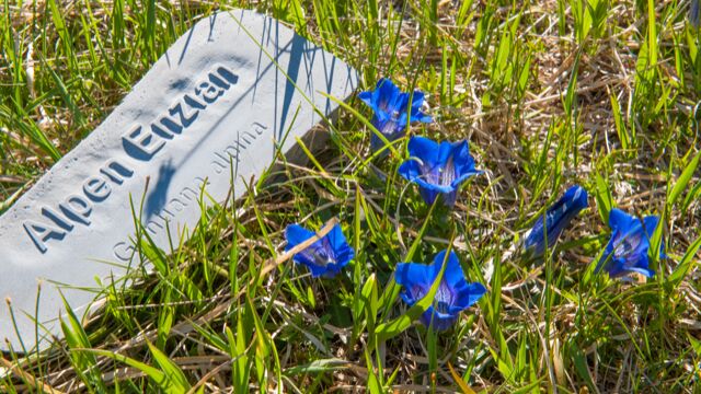 BlÃ¼tenReich RÃ¼fikopf