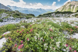Steinernes Meer in Lech Zürs am Arlberg Blühende Almrosen im steinernen Meer