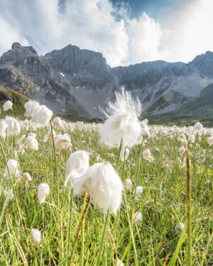 Wollgrass blüht mit den weißen Blützen auf den Bergwiesen und Almweiden