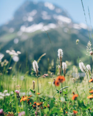 bl&uuml;hende Bergwiese mit dem Omeshorn verschwimmend im Hintergrund