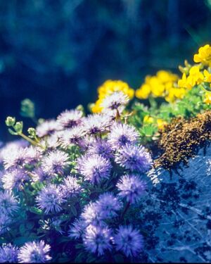 Kugelblume_1