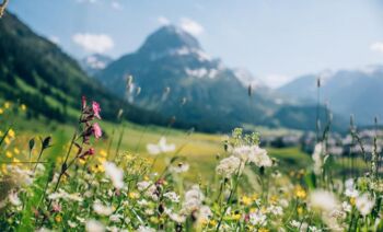 Die Welt der Heilkräuter