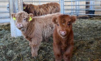 Schottenhofbesichtigung