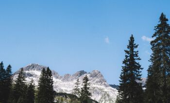 Into The Wild – From Forest to Table