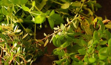 Herb atelier - Shop, Image 11