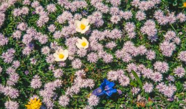 BlütenReich Rüfikopf, Image 3