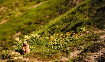 Pension Daniel, Image 18