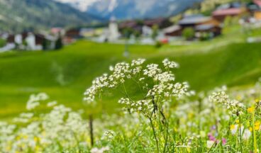 Appartement Birkenhof, Bild 11