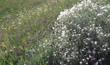 Pension Haus Nenning, Image 21