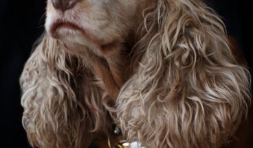 Kristiania Lech, Bild 29