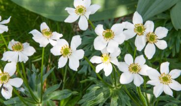 BlütenReich Rüfikopf, Image 4