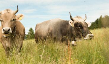 Pension Daniel, Image 17