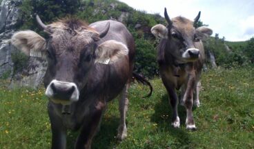 Pension Haus Nenning, Image 22