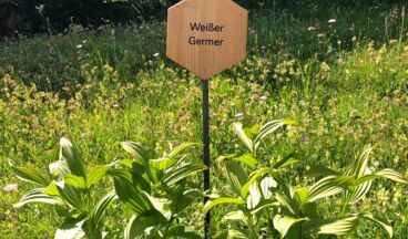 Arlenzauberweg - Naturschätze unter die Lupe genommen, Bild 15