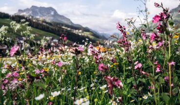 Haus Braunarl, Bild 48